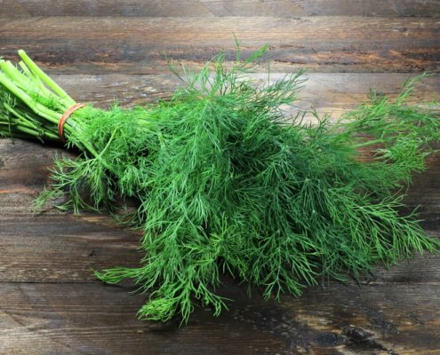 Dill (Anethum graveolens)